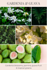 GARDENIA & GUAVA scent description: Gardenia blossoms, jasmine, guava fruit & tropical greens.