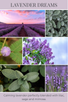 LAVENDER DREAMS scent description: Calming lavender perfectly blended with lilac, sage and mimosa.