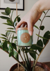 Hand holding green soy candle in front of a large house plant.