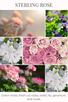 STERLING ROSE scent description: Green notes, fresh cut roses, floral (violet, lily, geranium), and musk.
