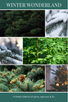 WINTER WONDERLAND scent description: A fresh blend of pine, spruce & fir.