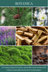 home fragrance oil BOTANICA