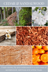 eco beans CEDAR & SANDALWOOD