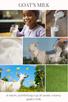 tea light 10pk GOAT'S MILK