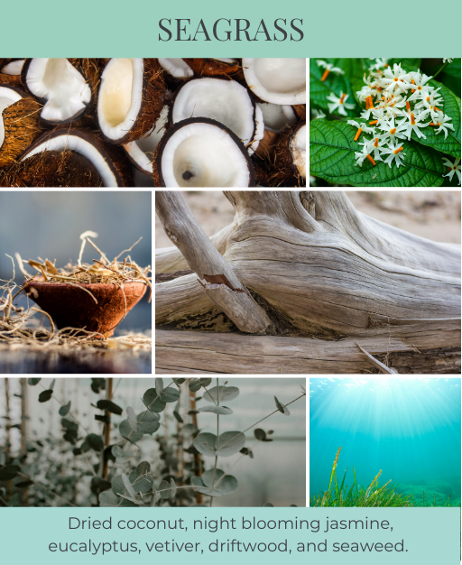 Seagrass