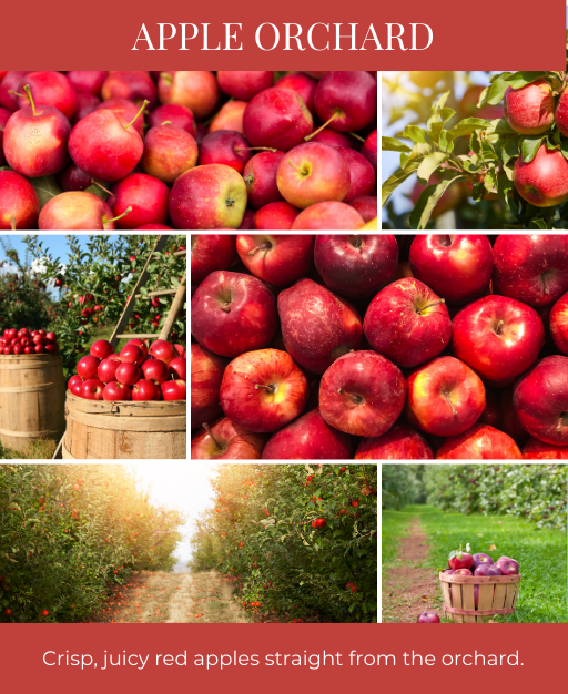 Apple Orchard