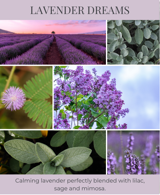 Lavender Dreams