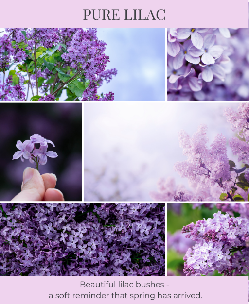 Pure Lilac