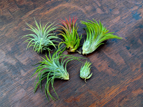 WHOLESALE IONANTHA AIR PLANTS