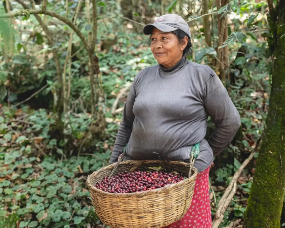 2026 Single Origin Rotation 4