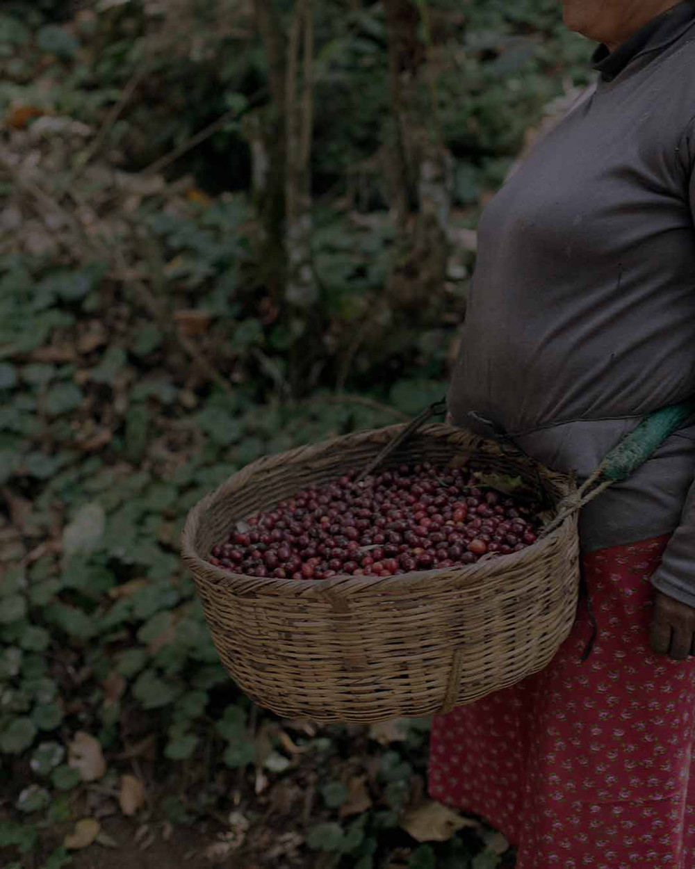 2026 Single Origin Rotation 4