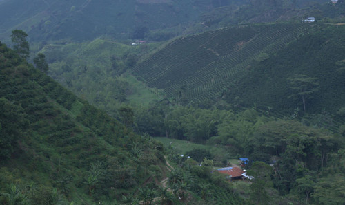 Why Coffee Prices are Increasing Globally.