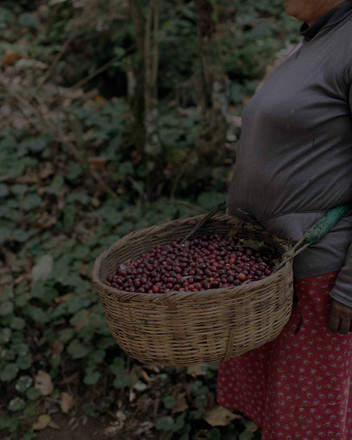 2026 Single Origin Rotation 4