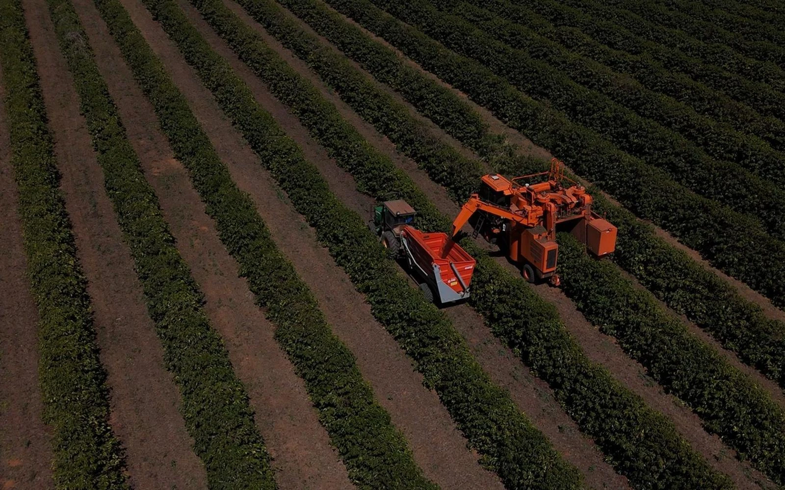 Aerial view of the mechanical harvest on the Daterra estate, Cerrado, Brazil