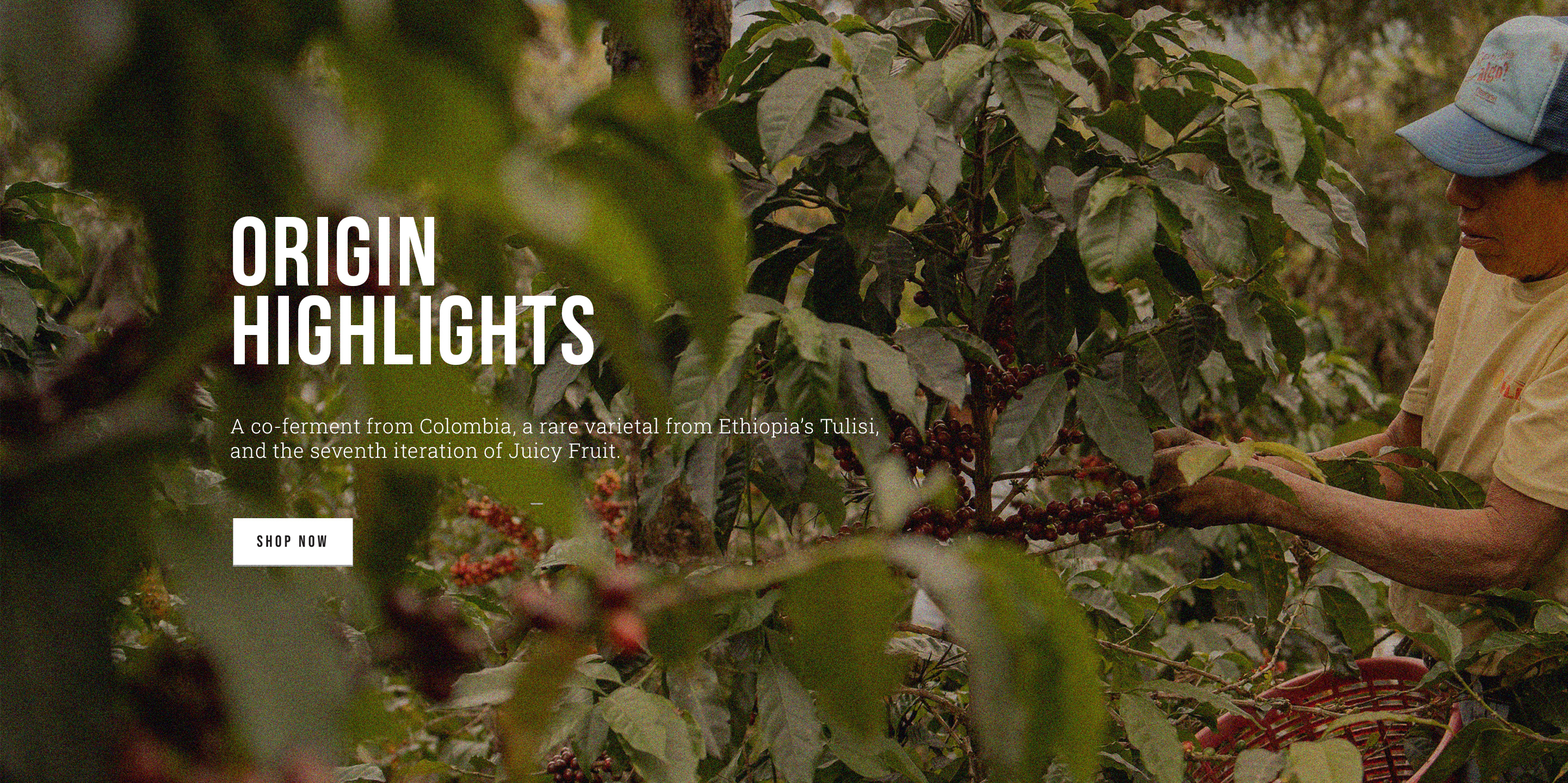 Origins - Desktop Banner