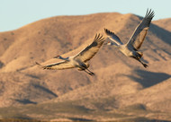The Wonders of New Mexico with Her Wild Life