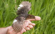 The Kruger Birds and Wildlife Challenge: Racing for Conservation