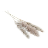 PAMPAS GRASS GREY 43.25" PK OF 3
