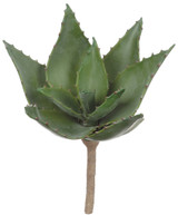 ALOE SUCCULENT STEM