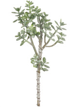 SUCCULENT STEM