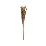 25.5" DRIED NATURAL FOUNTAIN GRASS BUNCH