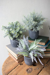 FERN SUCCULENT W/ ROUND GREY POT