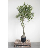 Olive Tree in Pot Olive Tree in Pot