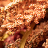 Autumn Seed Grass Stem