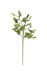Leaf Botanica