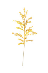 Botanica - Yellow Accent