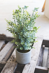 Boxwood in Cement Pot - 18"