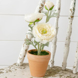 White Potted Ranunculus Plant 