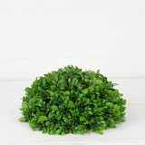 Boxwood Half Sphere