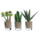 4" Cactus in Glass Pot