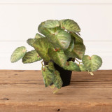 Potted Strawberry Plant
