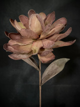 Multi-Color Succulent