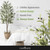 Artificial Faux Olive Tree, 5ft / 6ft / 7ft