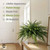 21" Artificial Boston Fern Plants with White Pots, Set of 2