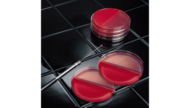 BD BBL Prepared Culture Media Plate – Dual Media Formulation, 98-Day Shelf Life, Prepared Culture Media