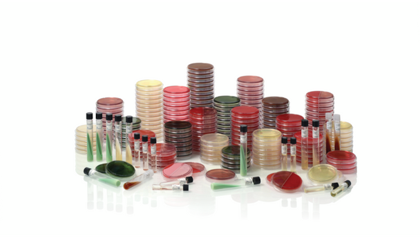 BD BBL Chocolate Agar Slants – K Tube, 365-Day Shelf Life, 10 Shelfpack, Prepared Culture Media