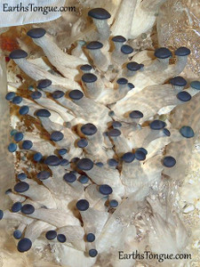 Earth's Tongue ™️ Blue Oyster - Pleurotus Columbinus