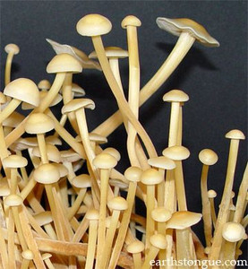 Earth's Tongue ™️ ENOKITAKE - Flammulina populicola