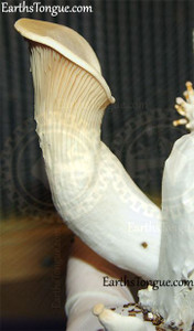 Earth's Tongue ™️ King Oyster - Pleurotus Eryngii