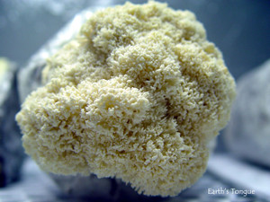 Earth's Tongue ™️ LION'S MANE - Hericium erinaceus