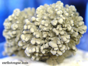 Earth's Tongue ™️ MAITAKE - Grifola_frondosa