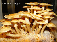 Earth's Tongue ™️ NAMEKO - Pholiota Nameko
