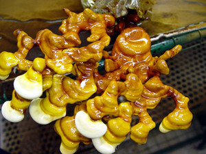 Earth's Tongue ™️ REISHI - Ganoderma Lucidum