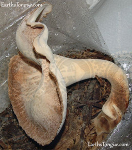 Earth's Tongue ™️ Stone Mushroom - Polyporus Tuberaster