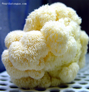 Earth's Tongue ™️ Lions Mane Mushroom Grow Kit