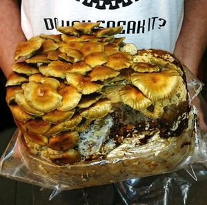 Earth's Tongue ™️ Nameko Mushroom Grow Kit